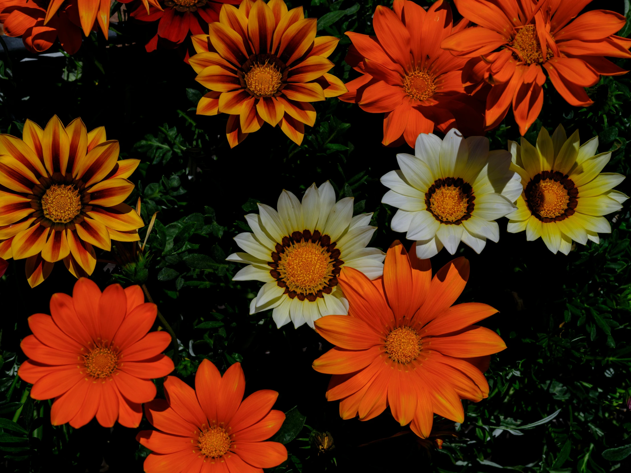 orange, white and yellow flowers on a plant