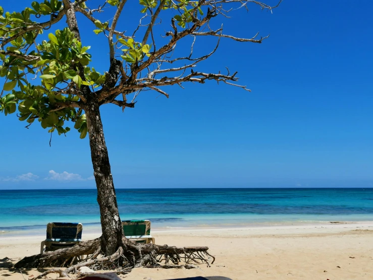 a tree sitting next to the beach on a clear day