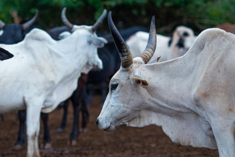 a large white bull with horns standing near other black cows