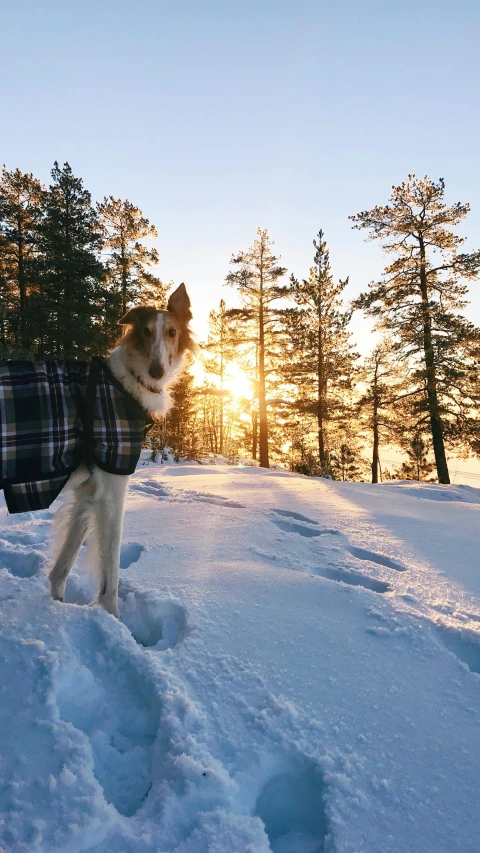 a white dog wearing a black and blue coat on snow covered ground