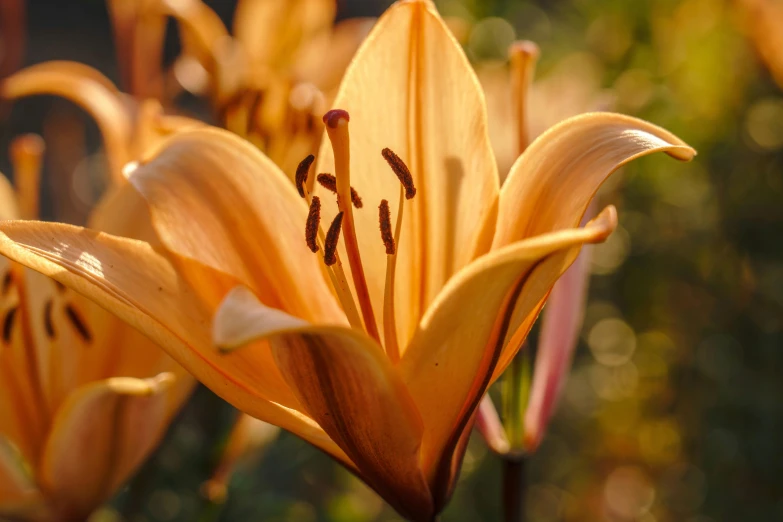 a close up po of a flower in the sunlight