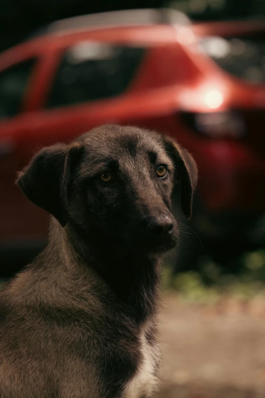 a gray dog is looking up towards the sky