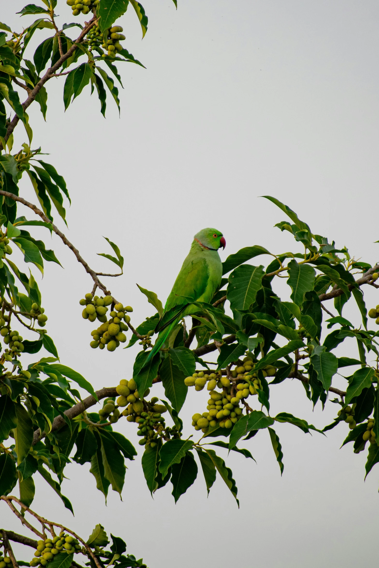 a green bird sitting on top of a nch in a tree