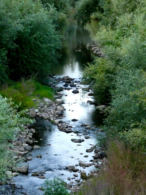 an image of a river surrounded by lots of vegetation