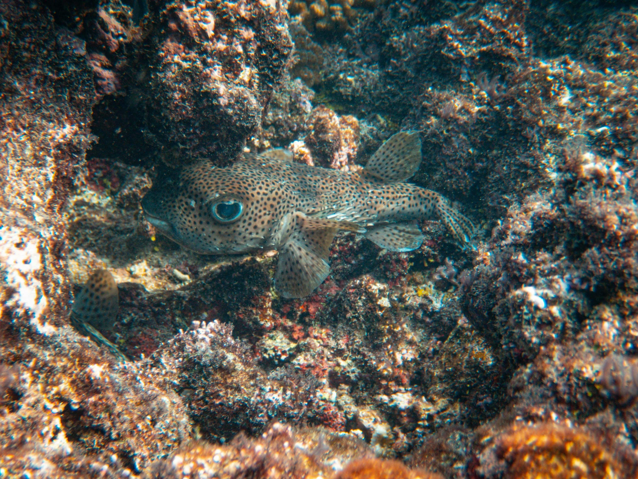 a marine animal that is hiding in the water