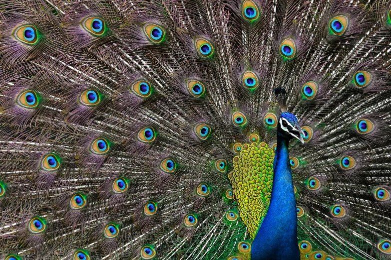 a man holding a peacock in front of a full body of feathers