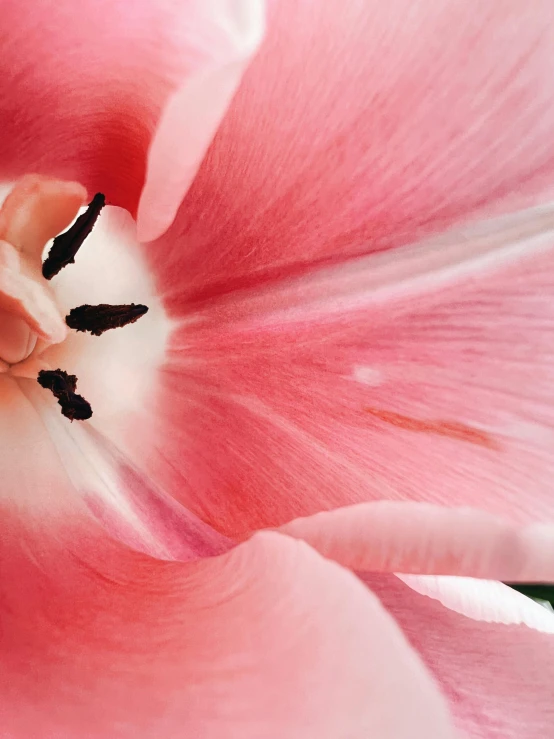 a large, pink flower with an opening