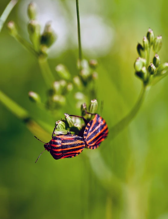 a striped bug is hanging on the green flower