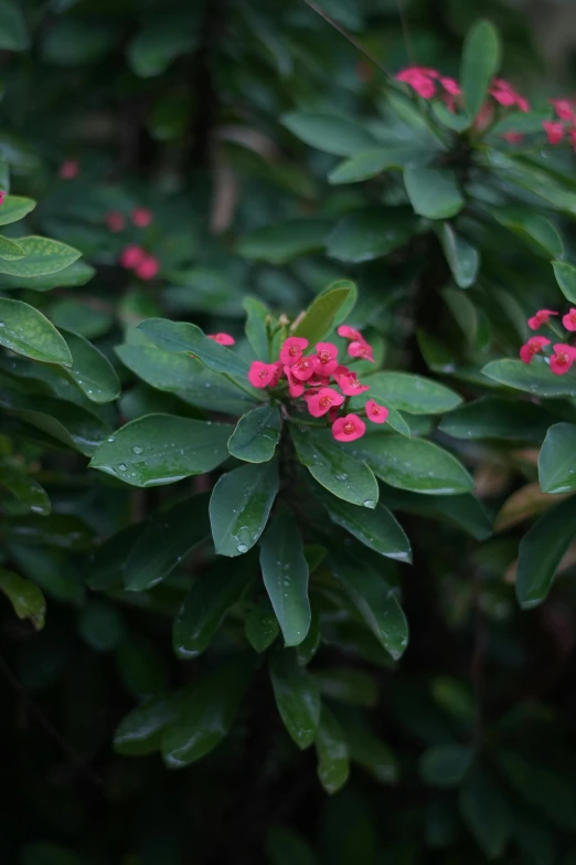 pink flowers and leaves are seen in the foreground