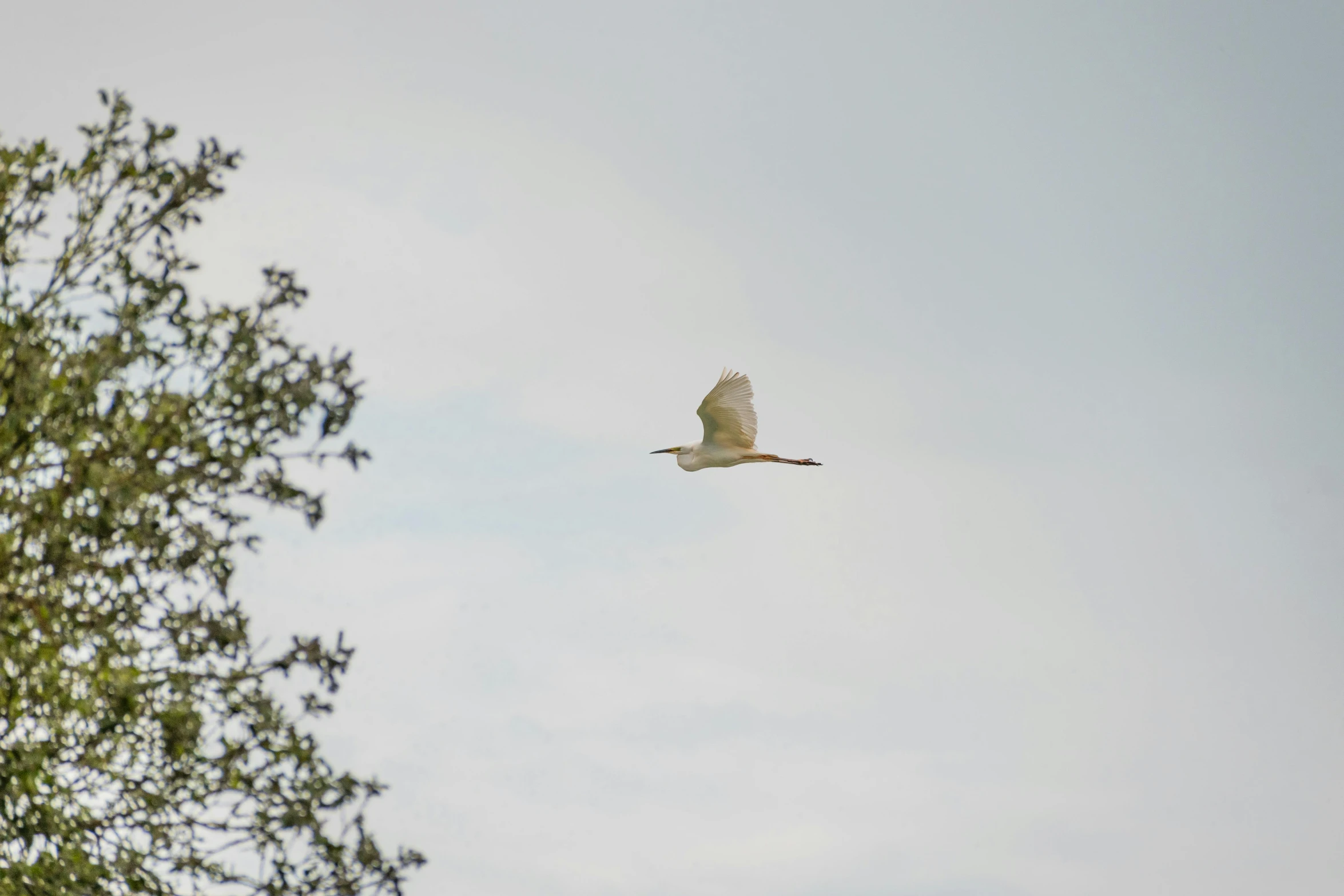 there is a large white bird flying under the trees