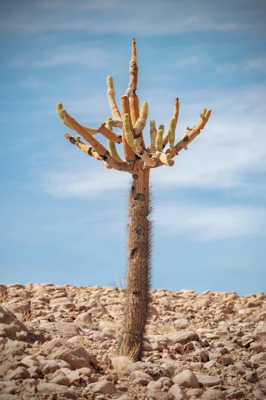 a big tree with no leaves in the desert