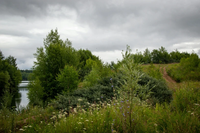 green trees in the wild surrounded by water