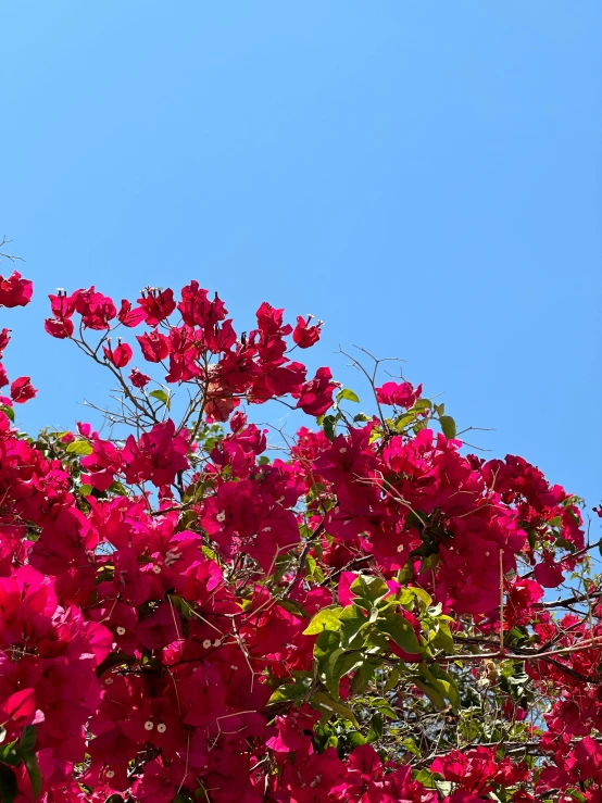 pink flowers on the side of a tall building