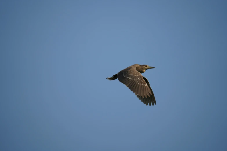 an image of a bird flying high in the sky