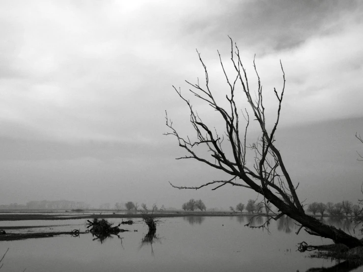 tree with water on it and overcast skies