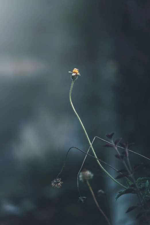 a close up of the flower of a plant