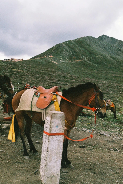 the horse stands beside a pillar, which has been tied to the pole and tied to it