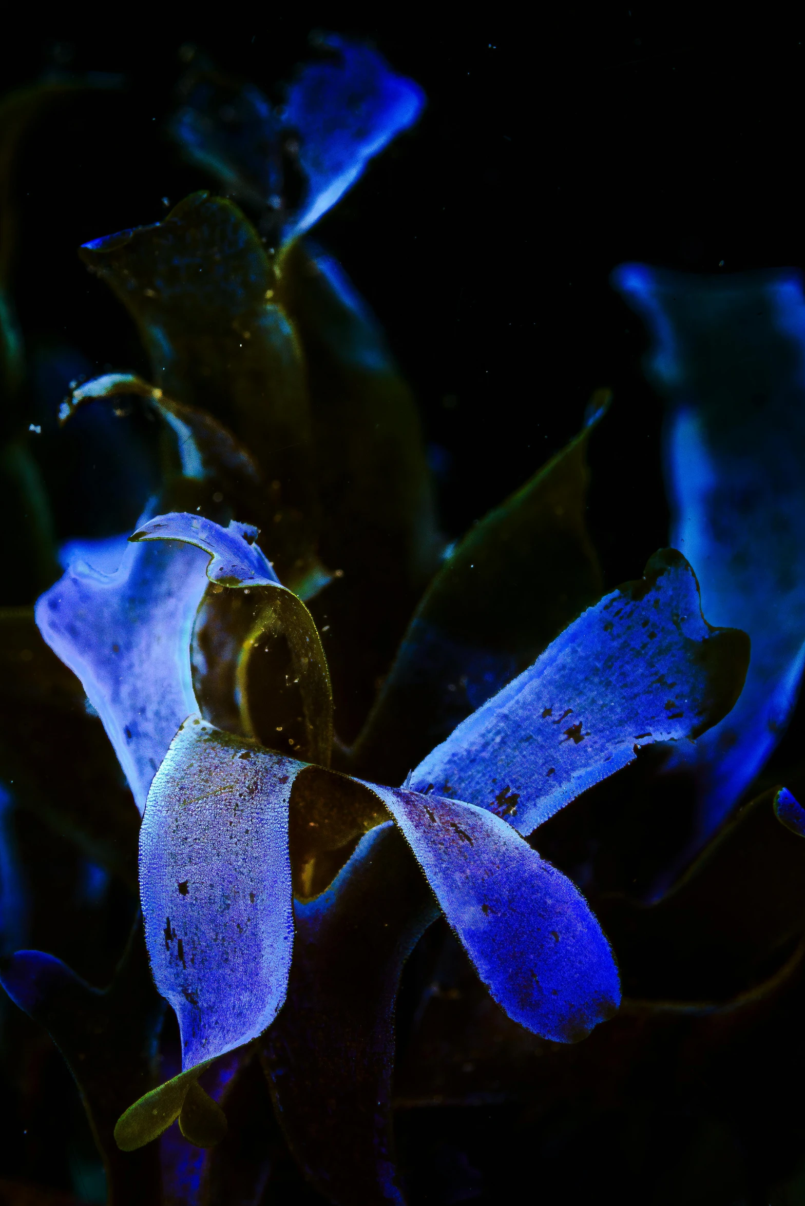 blue flowers against a dark blue background