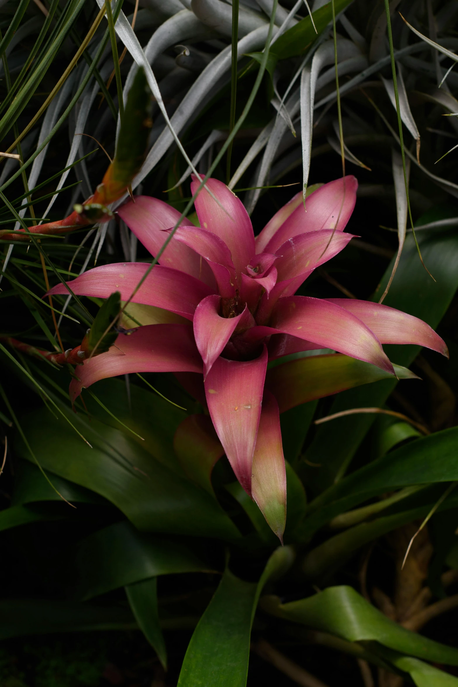 a pink flower on the edge of a green bush