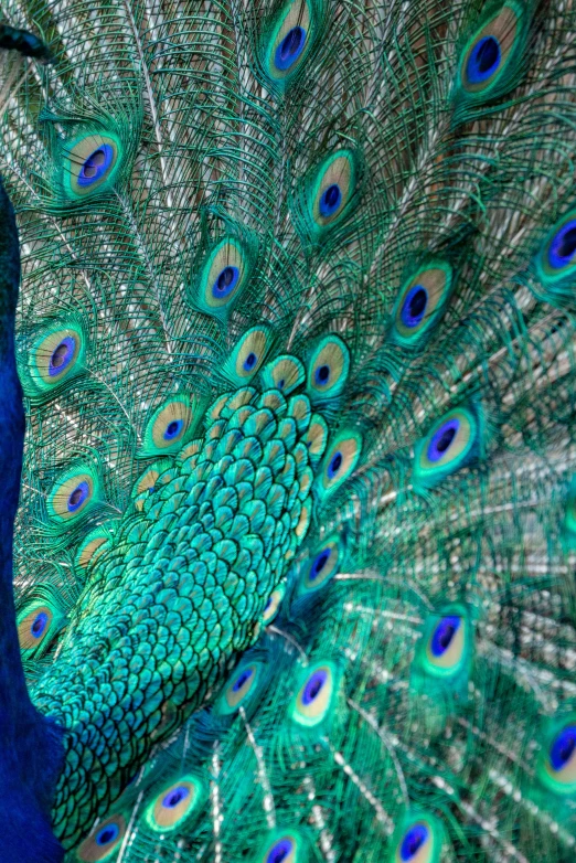 the large blue peacock is displaying its feathers