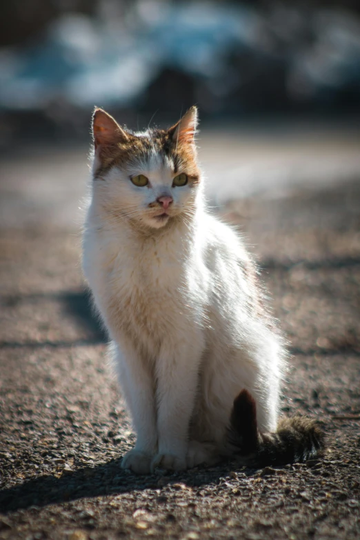 a white cat sitting on top of a ground next to a wall