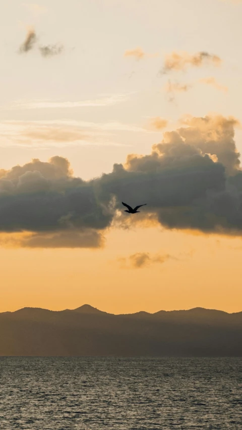 a seagull flying in front of a cloudy sunset over water