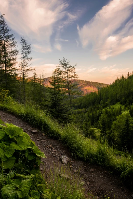 there is a path through the woods with trees on either side