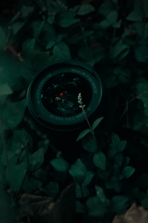 a small black object nestled in the middle of a green forest