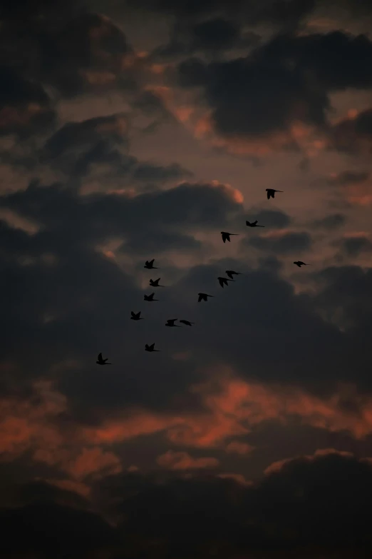 a flock of birds flying through a cloudy sky