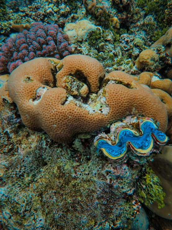 a blue and yellow sea slug laying on top of a coral