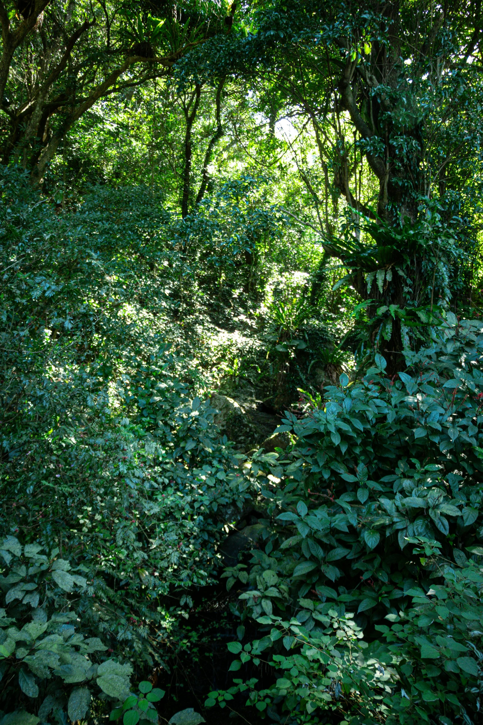 the green leaves on the trees and plants are scattered