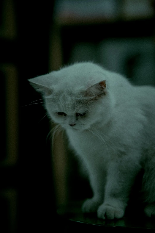 a white cat sitting down on a black stool