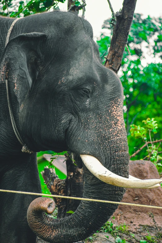 the elephant is standing behind a barbed wire fence