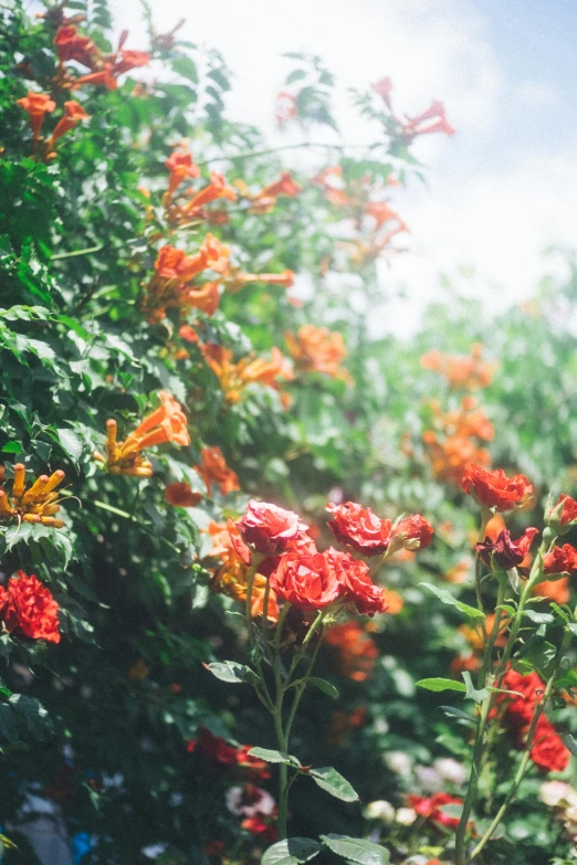 a bush that has some red flowers and some green leaves