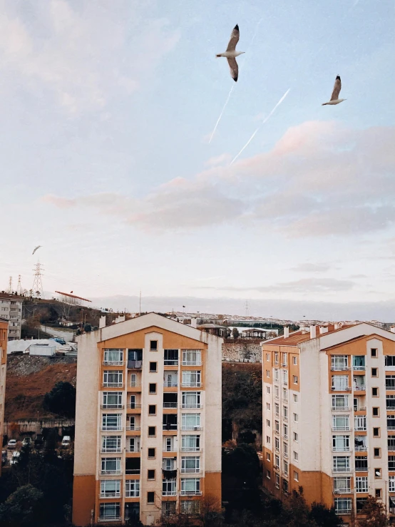 birds flying around apartment building in urban setting