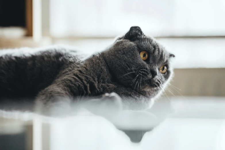 a grey cat is laying on a white table