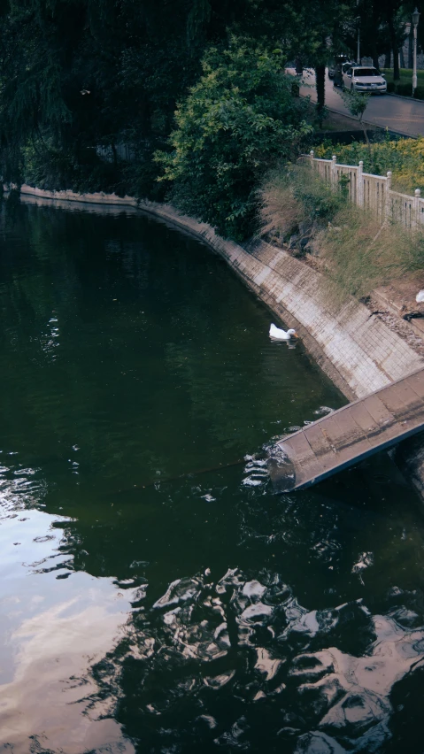 there is a dog swimming in the water near a boat