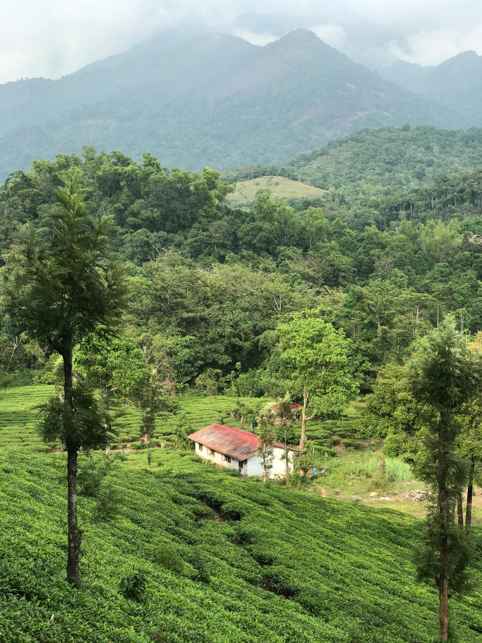 a green tea field with a house on the top