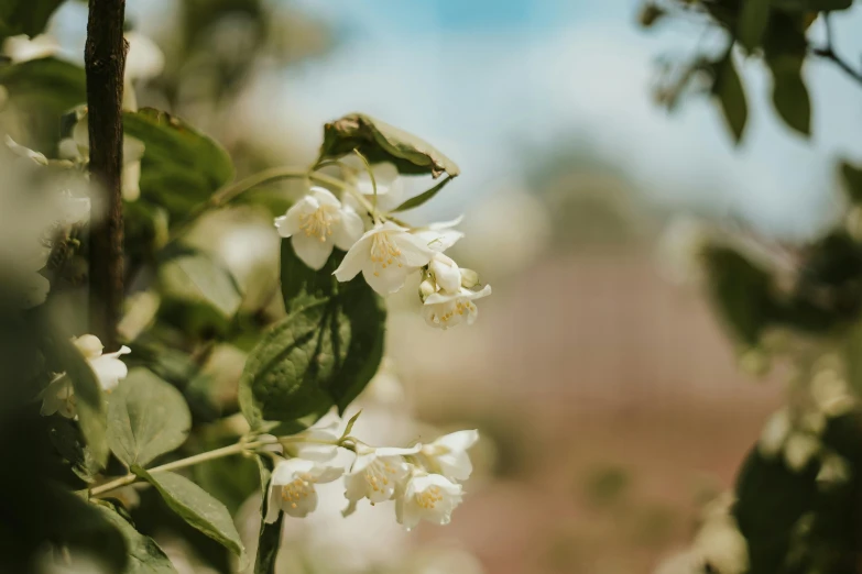 the nches of the tree have white flowers