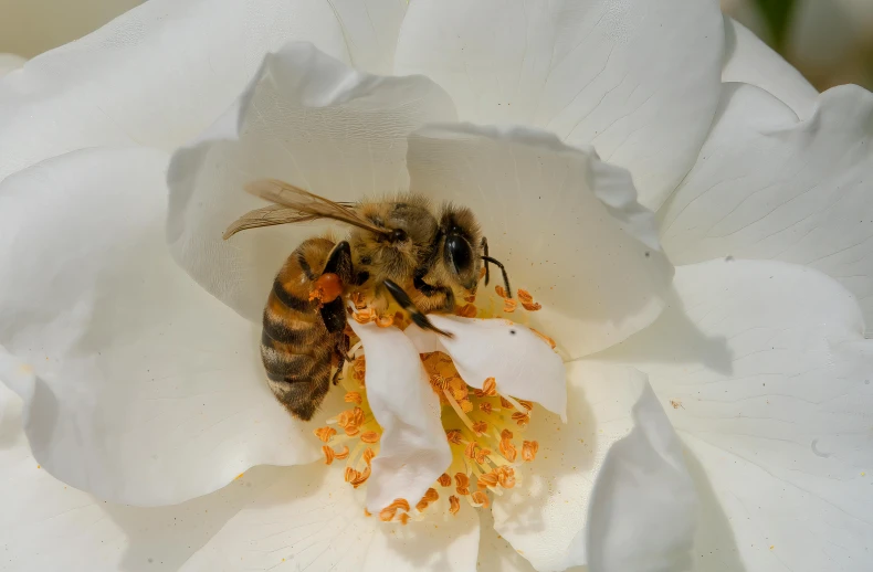 a bee is pollening a white flower while the bees are eating pollen