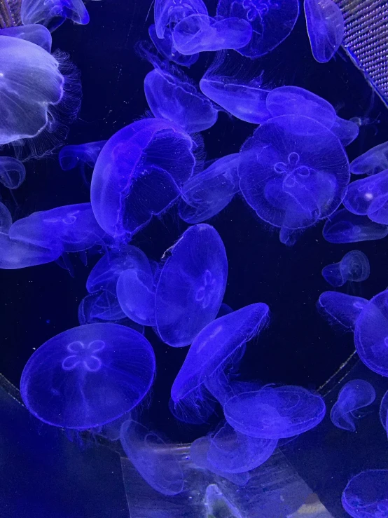 this is an underwater po of jellyfish