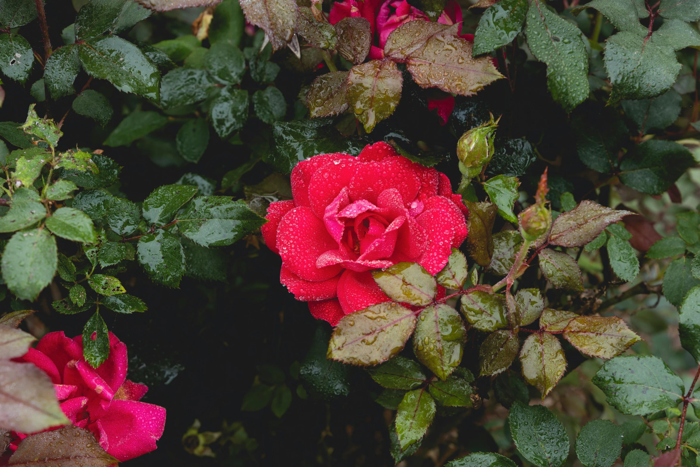 a red rose with green leaves on it