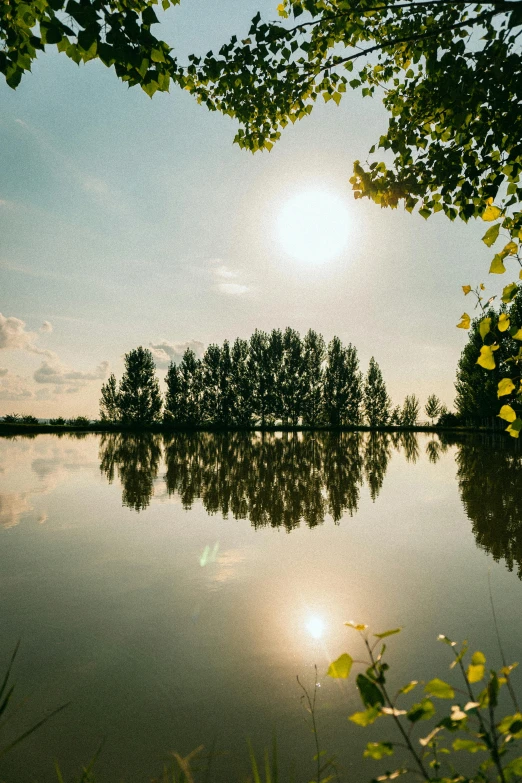 a lake and several trees during the day