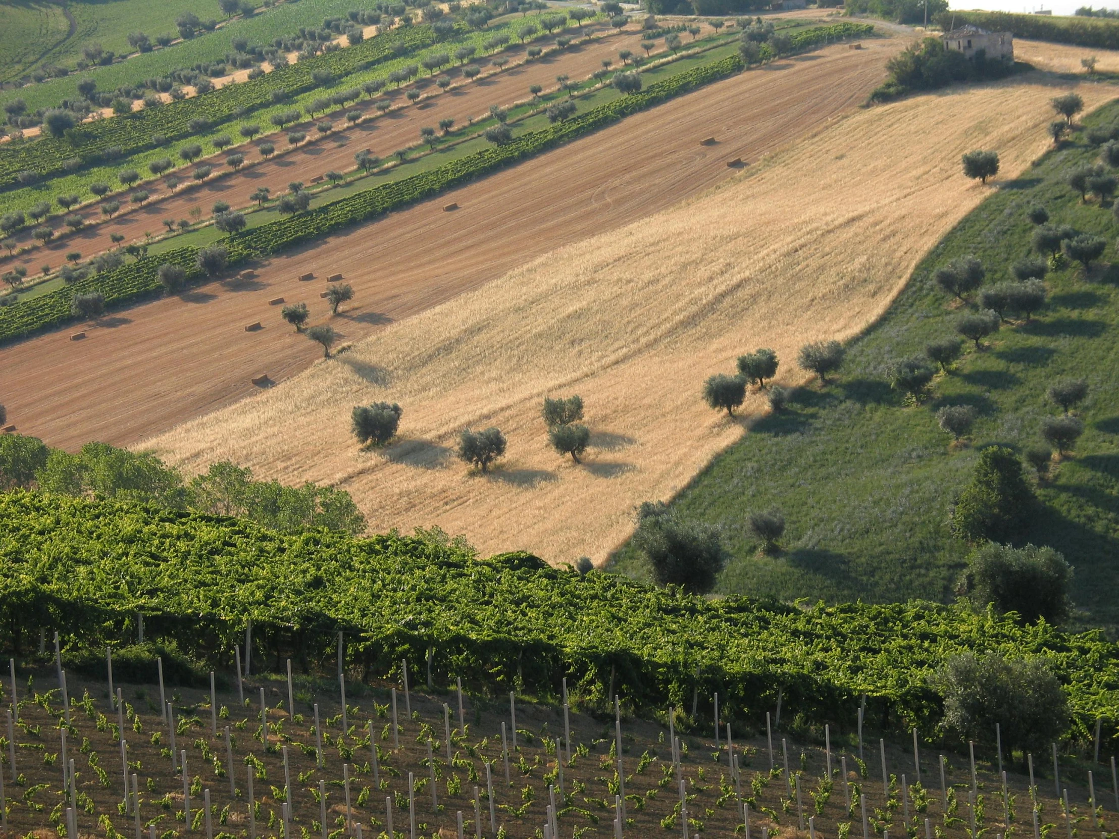 view of two rows of crops, trees, and a field from above