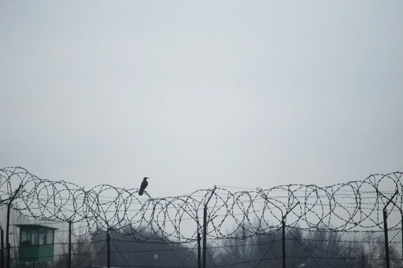 a black bird sitting on a barbed wire