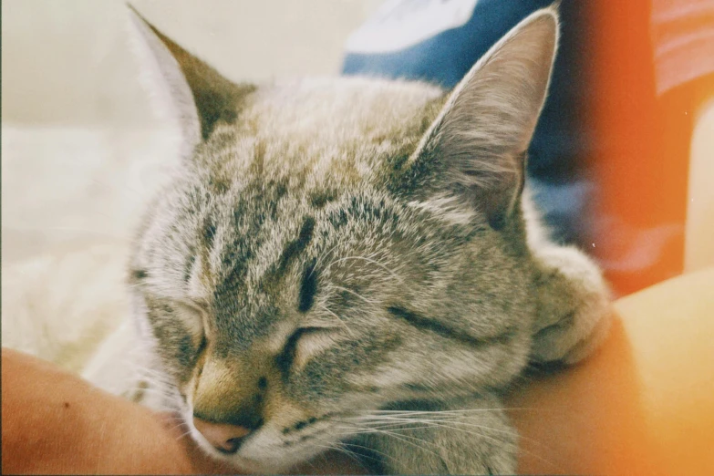 a cat lying on the arm of someone holding it