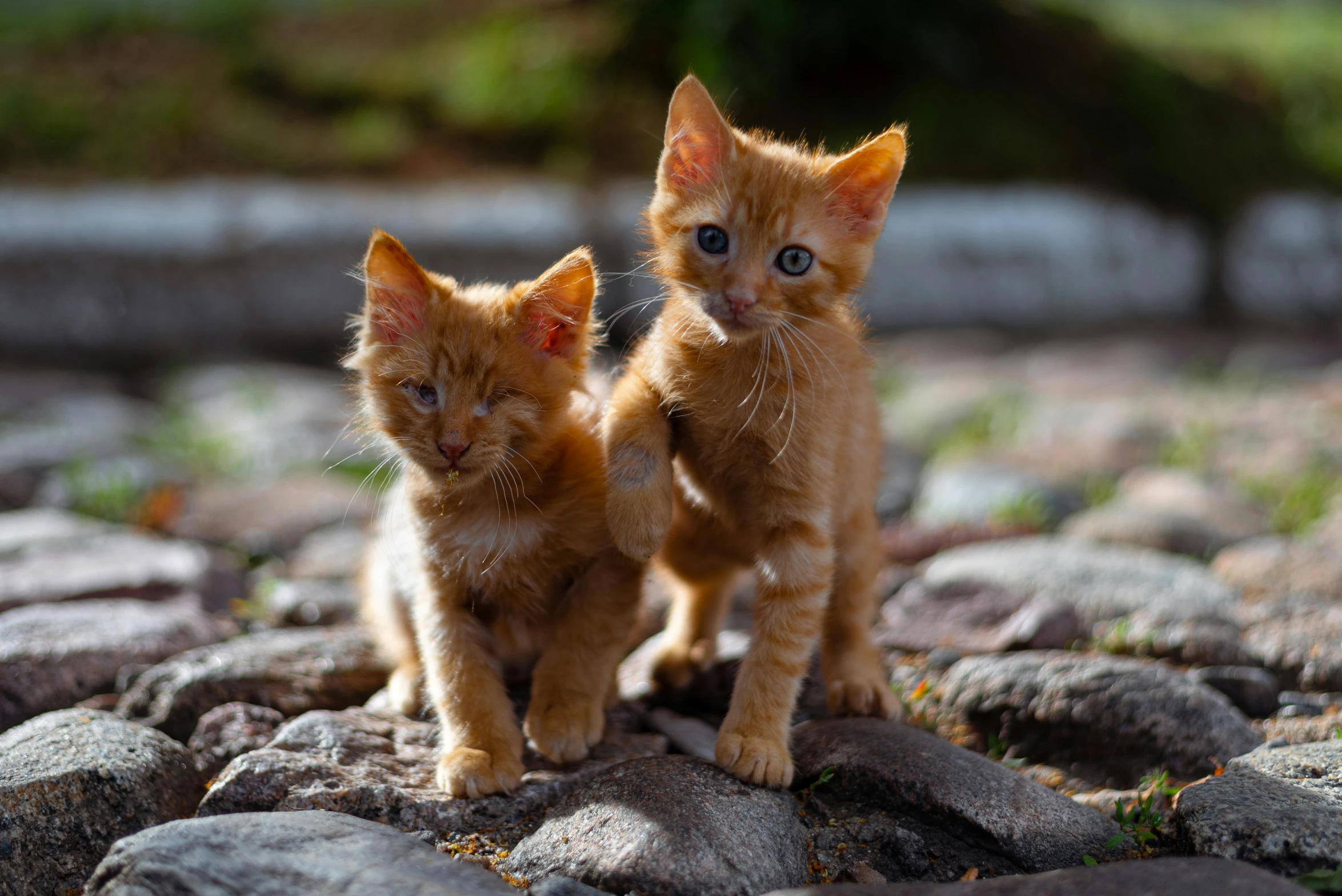 two cats standing on rocks next to each other