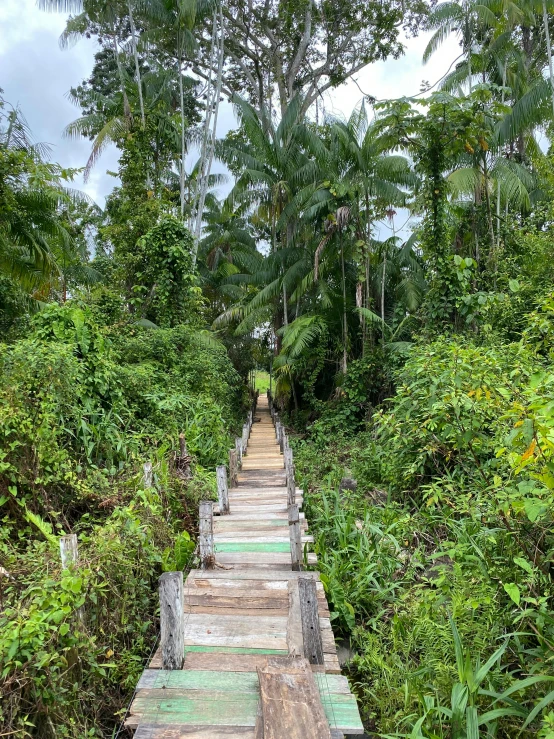 a long wooden path splits between many green trees