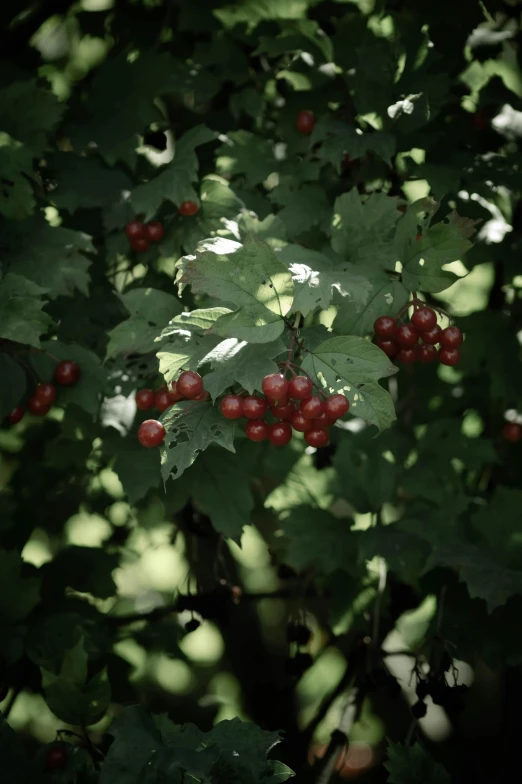 a cluster of berries hang on a tree