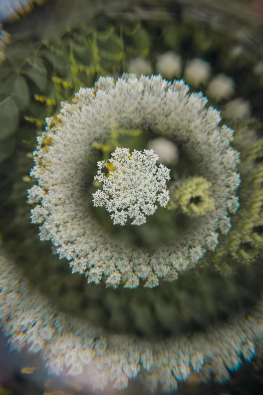 a close up s of some plants in the water